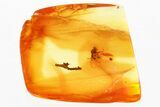 Partial Fossil Fly (Microphorinae) with Twig In Baltic Amber #346673-1